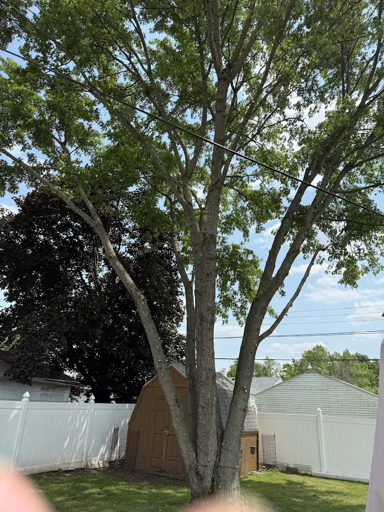 3n1 Tree Service